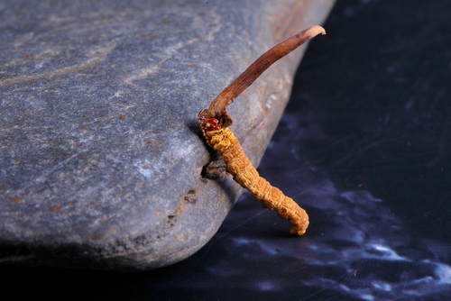 Vitální houba cordyceps